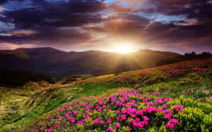 A Mesmerizing Spring Sunrise Wallpaper