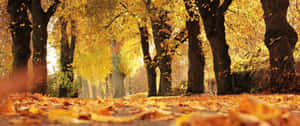 A Mesmerizing View Of A Fall Morning Wallpaper