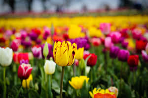 A Mesmerizing View Of A Vibrant Tulip Field Under An Enchanting Sky. Wallpaper