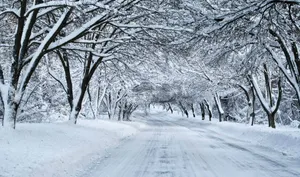 A Mesmerizing Winter Wonderland - Snow Trees In A Blissful Forest Wallpaper
