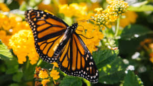 A Moment Of Bliss Amidst The Beauty Of A Yellow Butterfly Wallpaper