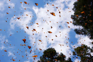 A Monarch Butterfly Migration Through The Evening Sky Wallpaper