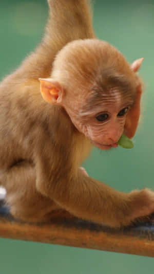 A Monkey Is Eating A Leaf From A Metal Rod Wallpaper