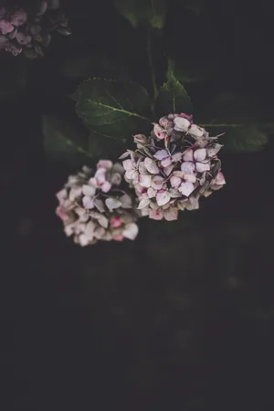 A Moody Delicate Hydrangea Flower Wallpaper