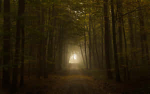 A Mysterious And Mesmerising Dark Autumn Evening. Wallpaper