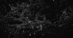 A Mysterious Forest At Night Wallpaper