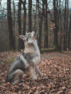 A Mystic Lone Wolf In The Moonlight Wallpaper