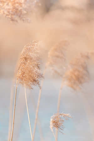 A Natural Sea Of Pampas Grass Spreading Across The Drey Landscape Wallpaper