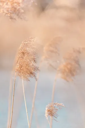 A Natural Sea Of Pampas Grass Spreading Across The Drey Landscape Wallpaper