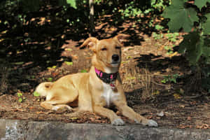 A Pack Of Playful Dogs Enjoying Their Time At A Dog Daycare Wallpaper