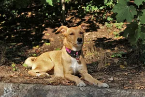 A Pack Of Playful Dogs Enjoying Their Time At A Dog Daycare Wallpaper
