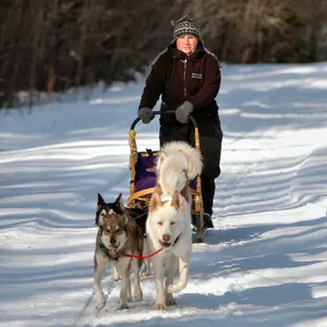 A Pack Of Sled Dogs Ready For Adventure Wallpaper