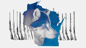 A Pack Of Wolves On A Thrilling Hunt In Their Natural Habitat Wallpaper