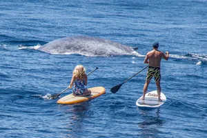 A Paddleboarder Enjoying The Crystal Blue Ocean On A Sunny Day Wallpaper