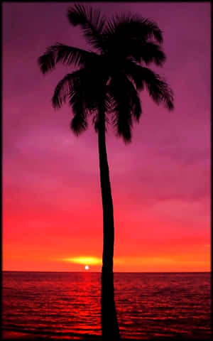 A Palm Tree Is Silhouetted Against A Red And Purple Sunset Wallpaper