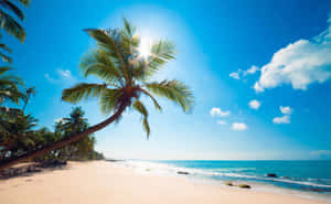 A Palm Tree On A Sandy Beach Wallpaper