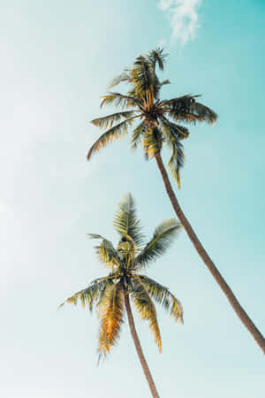 A Palm Tree Silhouetted Against A Beautiful Sunrise In Paradise. Wallpaper