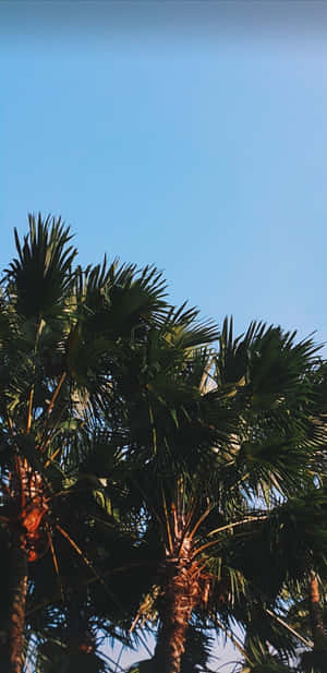 A Palm Tree With Leaves Wallpaper