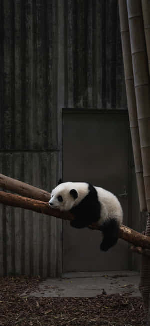 A Panda Bear Is Sleeping On A Branch Wallpaper