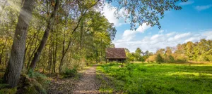 A Path Leads To A Wooden Cabin In The Forest Wallpaper