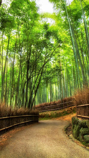 A Path Through A Bamboo Forest Wallpaper