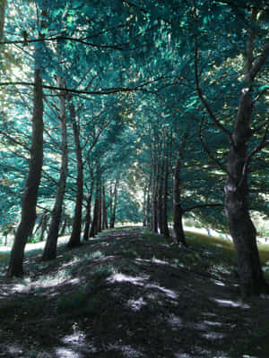 A Path Through A Forest Wallpaper