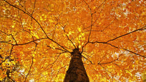 A Path Through An Expanse Of Fall Colors Wallpaper