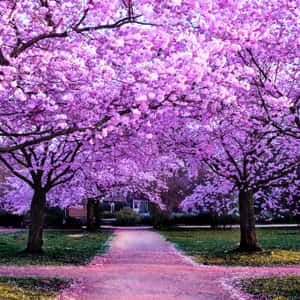 A Pathway Lined With Pink Trees In A Park Wallpaper