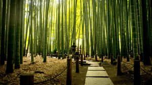 A Pathway Through A Bamboo Forest Wallpaper