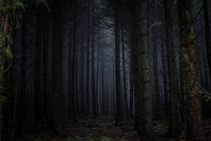 A Peaceful And Mysterious Dark Forest Scene, Where The Sun Peeks Through The Trees And Casts Shadows Onto The Forest Floor. Wallpaper