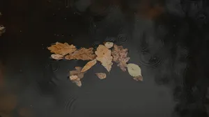 A Peaceful Autumn Scene Captured During A Calm And Steady Rainfall. Wallpaper