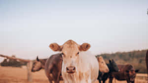 A Peaceful Bovine Resting Atop A Hill Of Lush Green Grass Wallpaper