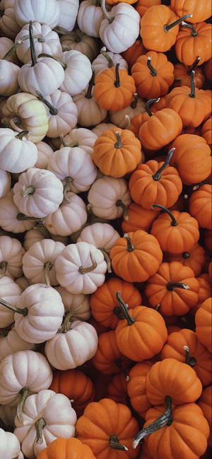 A Peaceful Day On The Fall Farm Wallpaper