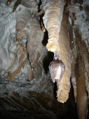 A Peaceful Image Of A Bear Peacefully Hibernating In The Heart Of The Forest During Winter. Wallpaper