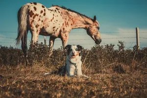 A Peaceful Moment Between A Horse And A Dog Wallpaper
