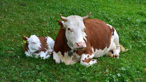 A Peaceful Moment Between A Mother Cow And Her Calf Wallpaper