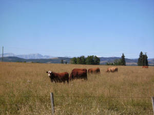 A Peaceful Moment With Cows Grazing In A Wheat Field Wallpaper