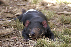 A Peaceful Tasmanian Devil Resting In The Grass. Wallpaper