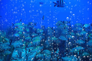 A Peaceful View Of An Underwater Landscape Wallpaper