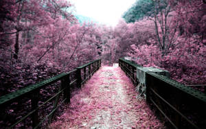 A Peaceful Walk Among Vibrant Sakura Trees In Japan Wallpaper