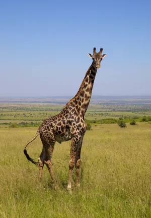 A Perfect Evening #sunsetwalk Wallpaper