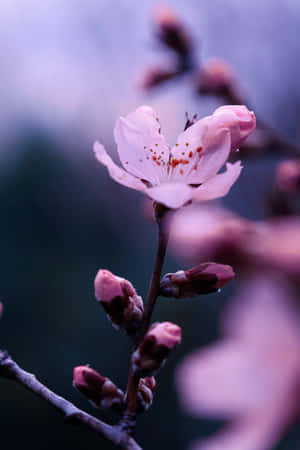 A Perfect Moment Of Peacefulness Amongst The Grace Of Sakura Blossom Wallpaper