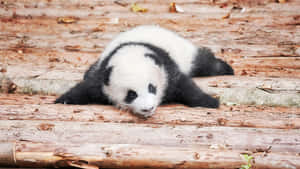 A Perfectly Refreshing Afternoon By The Water Wallpaper