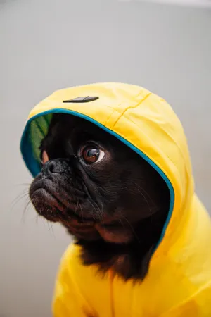 A Person In A Yellow Raincoat On A Rainy Day Wallpaper