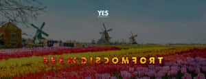 A Photo Of Tulips And Windmills With The Words, Comfort Is Comfort Wallpaper