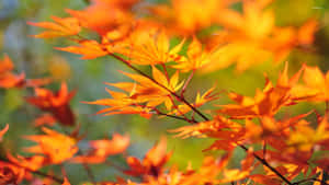 A Picture Of A Single Orange And Yellow Autumn Leaf. Wallpaper