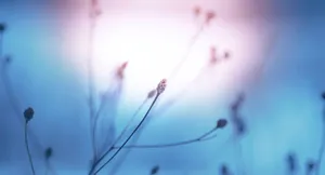 A Picture Of A Sunset Over A Bridge In Thailand Wallpaper