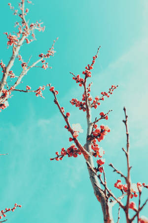 A Picturesque Sakura Tree Blooms In All Its Glory. Wallpaper