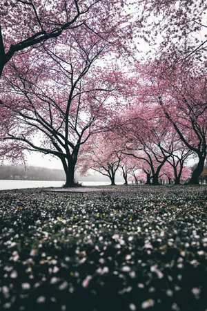 “a Picturesque Scene Of A Sakura Field” Wallpaper