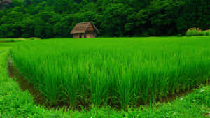 A Picturesque View Of A Rural Farm Wallpaper